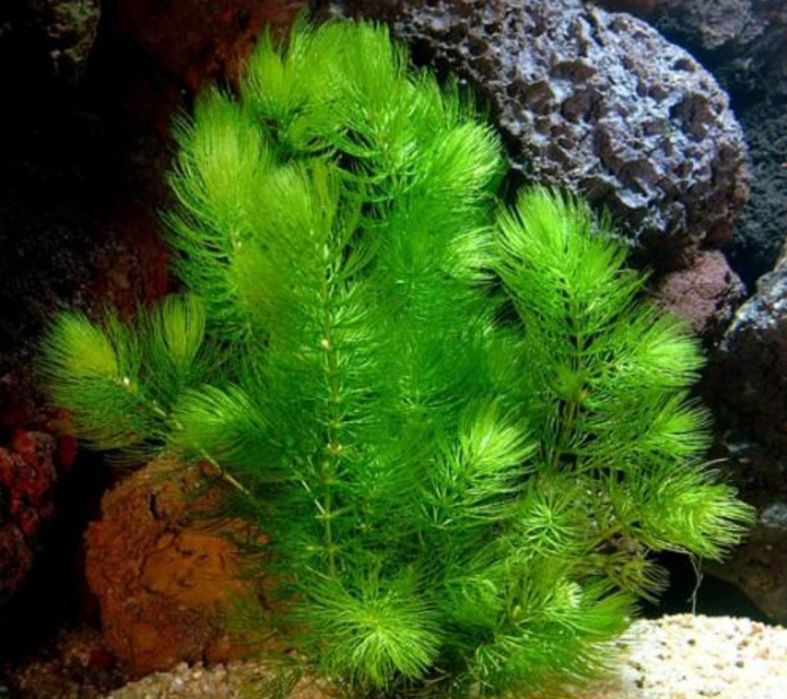 Плаващи растения за аквариум