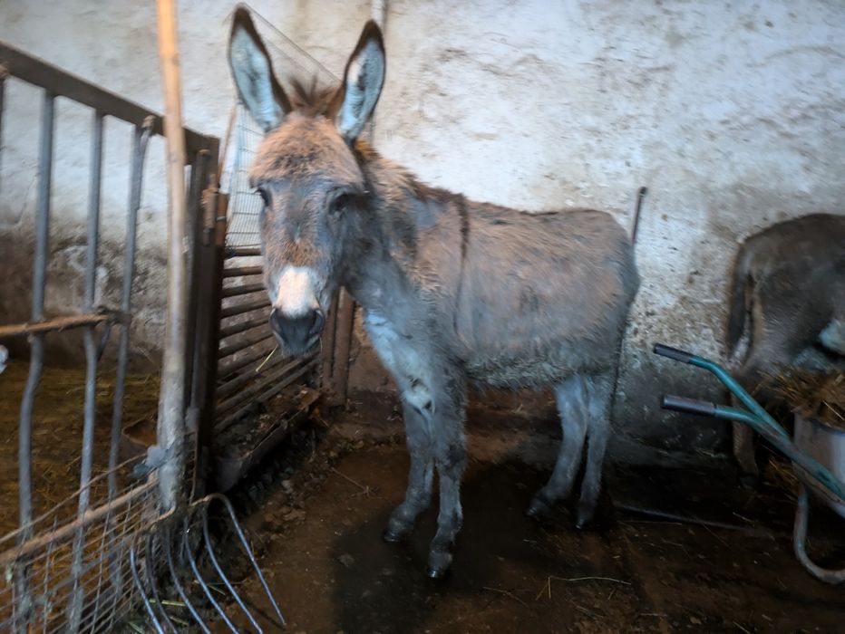 De vânzare magarita gestanta