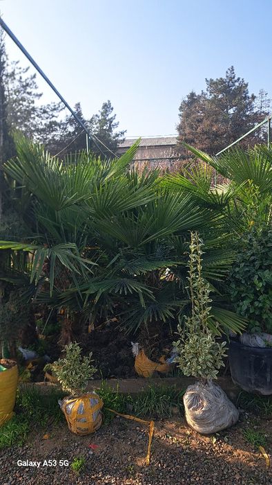 Archa va dekorativni darahtlar sotamiz va ekib beramiz dostafka bor