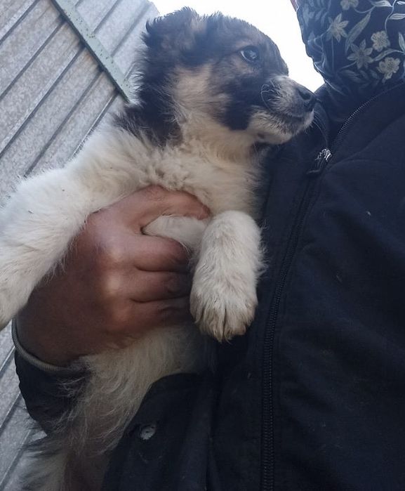 Подарю щенят девочек , привитые, 4 месяца