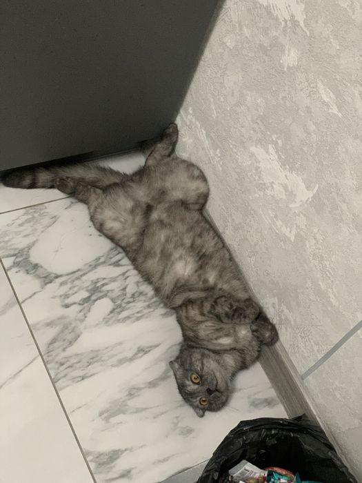 Отдам кота в добрые руки, только в добрые руки.
