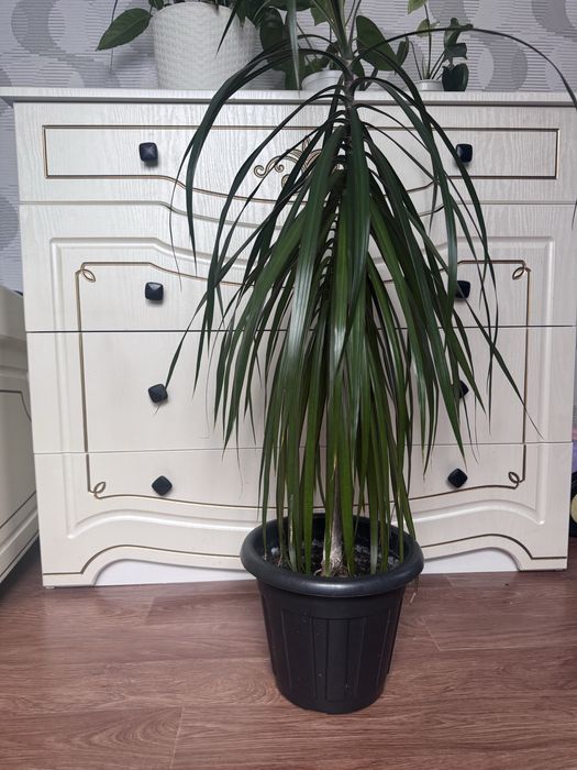 Комнатные растения