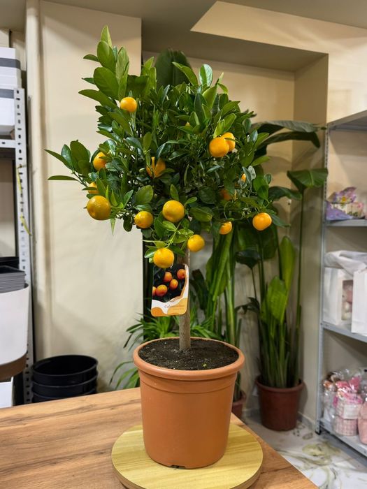 Лимон. Каламондин. Кумкват.