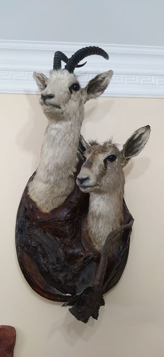 Стенный субинер.