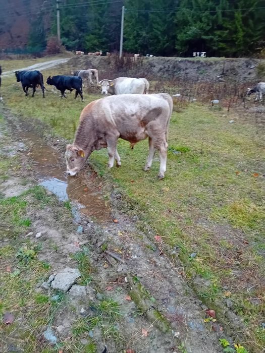 Viței  , animale vii