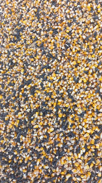 Porumb recoltă 2025  Amestec cereale ,hrană pt porumbei