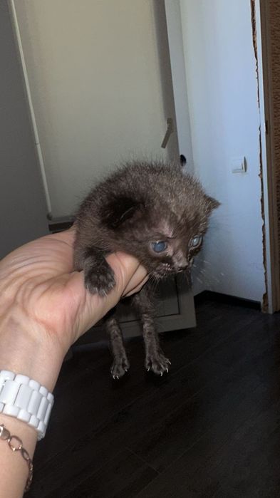 Отдам кошку в добрые руки