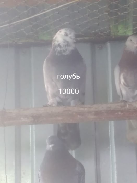 Село Шамалған голуби