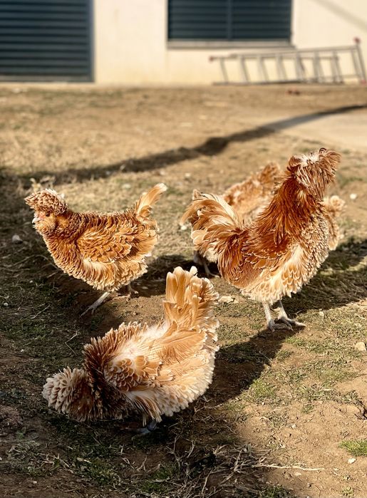 Oua de incubat gaini paduana  frezate