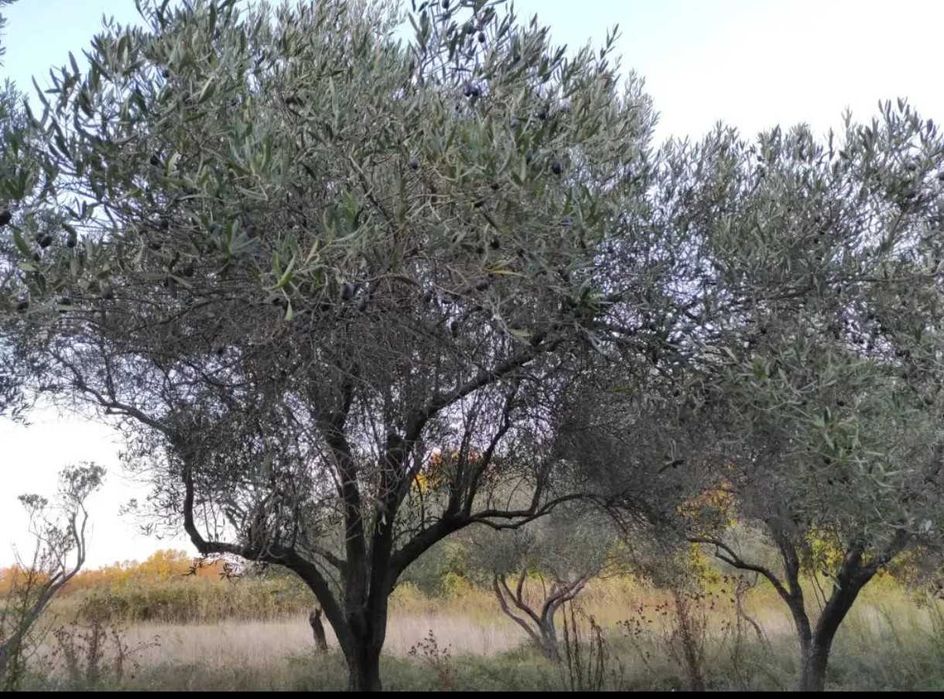 Парцел с гледка към Атон – Кумици на 650 м от морето