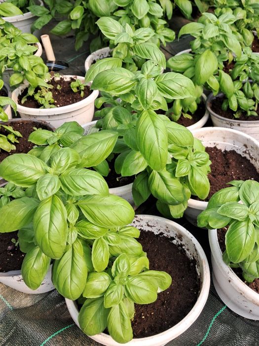 Plante aromatice şi mictoplante