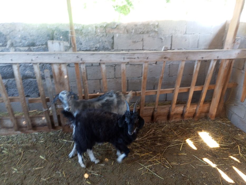 Продам коз Ешкі сатылады