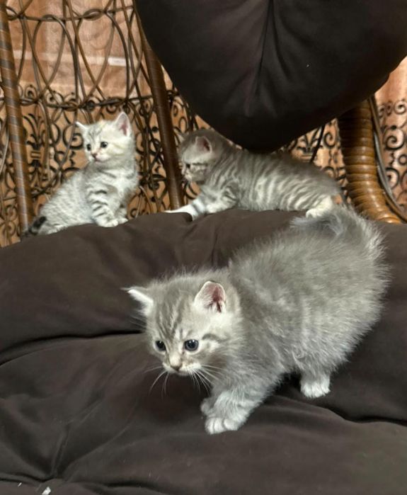 Котята шотланские