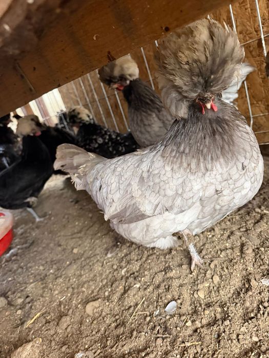 Vand oua motata olandeza