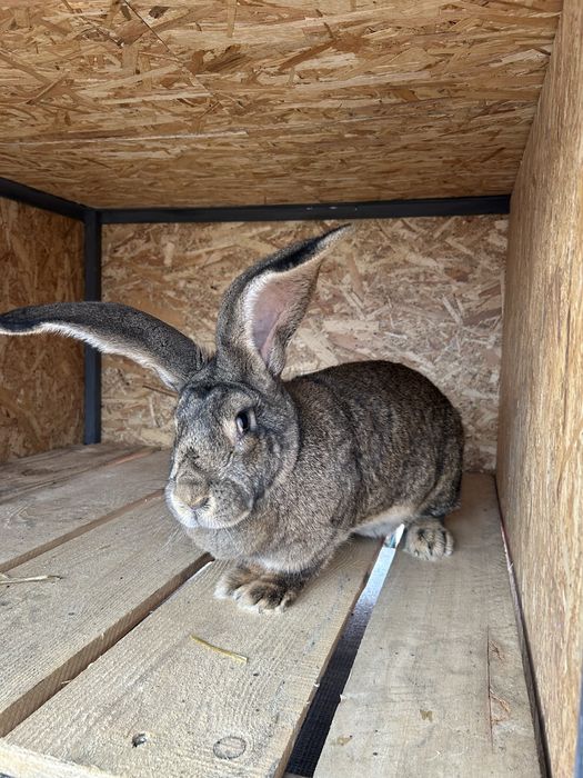 Disponibili pui Urias German