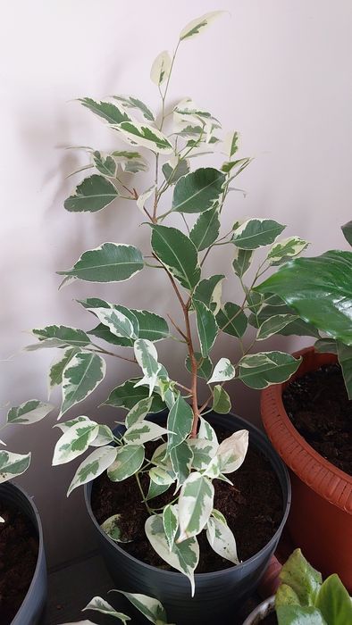 Продам Фикус Бенджамина