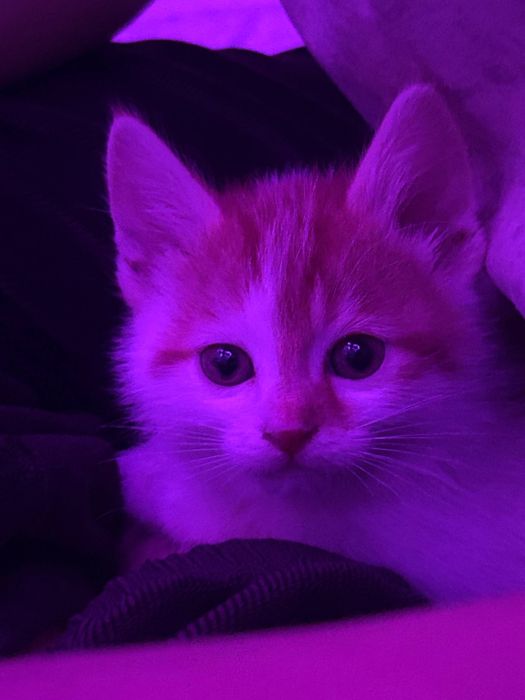 Продаю кота (европейская короткошерстная порода)