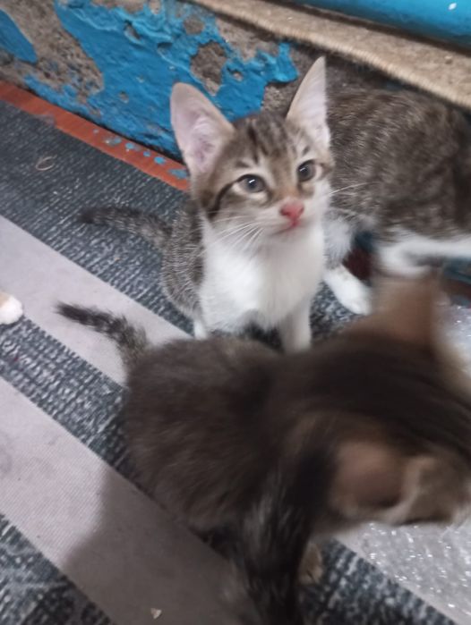 Бесплатно отдам котят