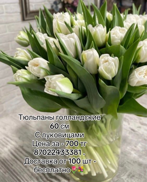 Тюльпаны цветы  астана