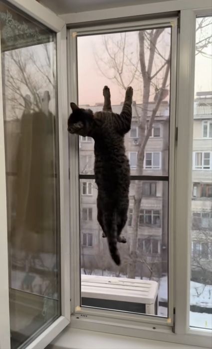 Москитные сетки антикошка.