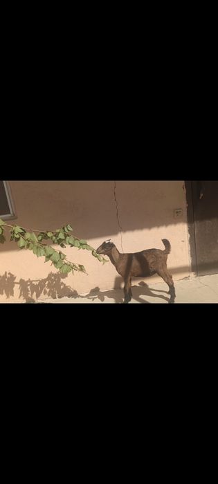 Лақтар сатылады англонуб