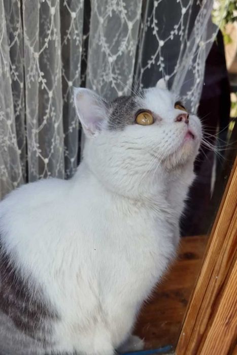 Здоровый кот для вязки