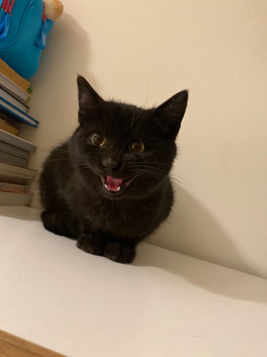 Котенце момче 5 мес