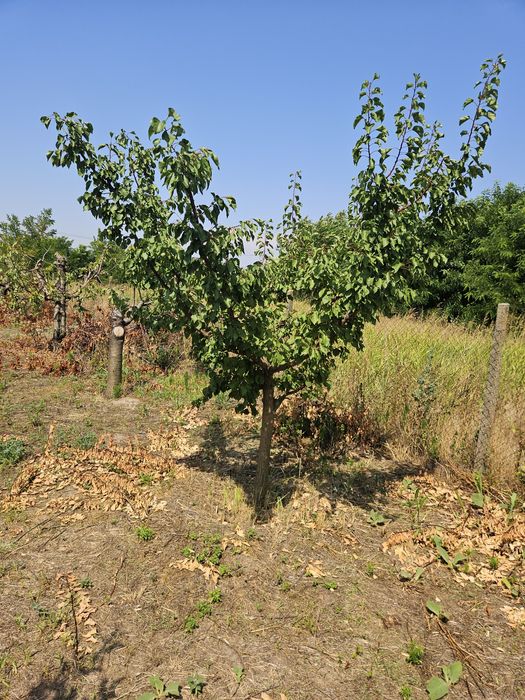 Taieri de fructificare si formare pomi fructiferi