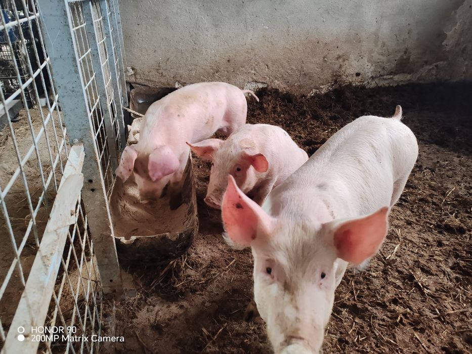 Прасета ~25/27кг