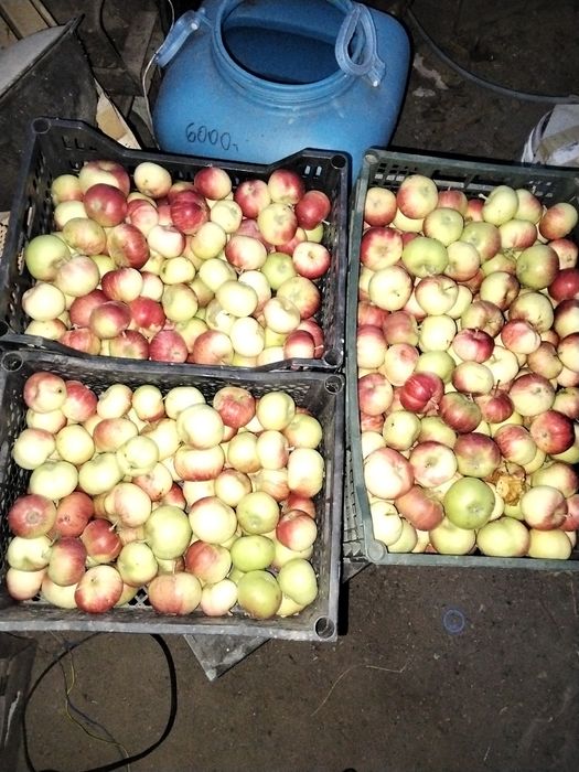 Летние яблоки сорт белая роза ,очень вкусно