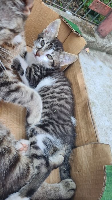 Donez pui de pisica
