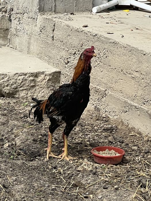 Dakan xoroz sotiladi