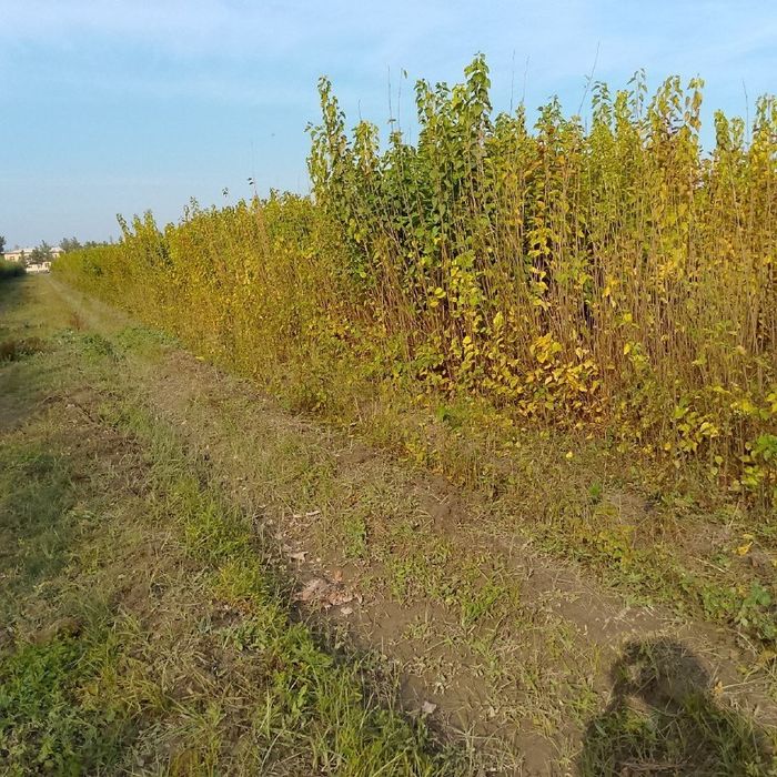 Tut sensa, Тут сенса