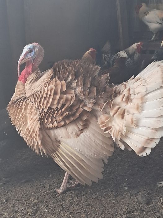 Продам индюков. Күрке тауық сатамын.