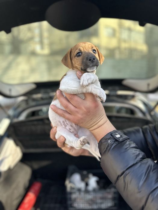 Джак ръсел териер