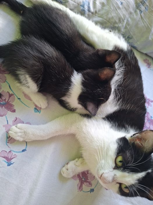 Котята в частный дом