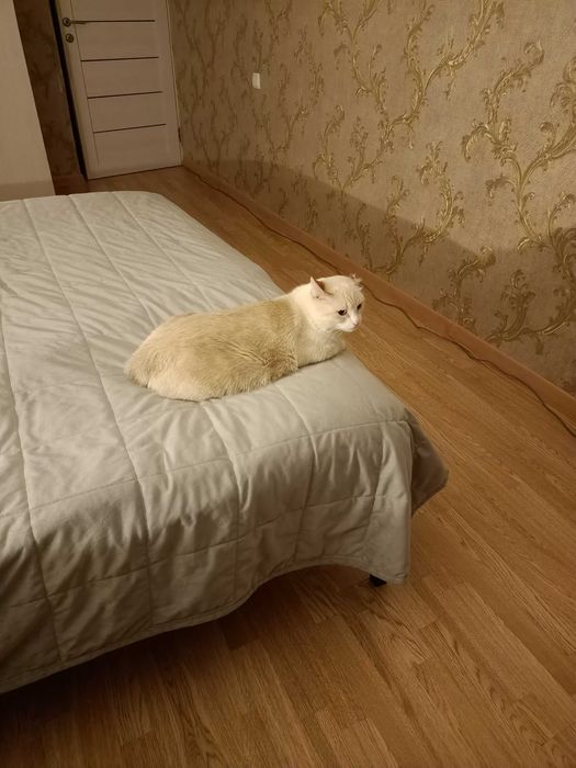 кошечка мила ждет,кот майло