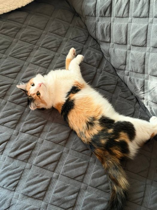 Отдадим кошку беплатно