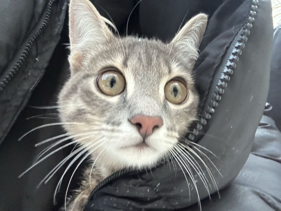 Котенок в добрые руки