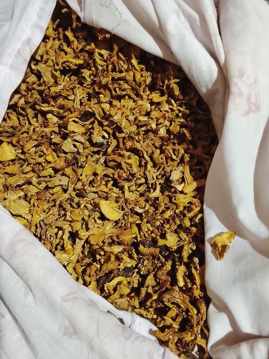 Грибы лисички грибы