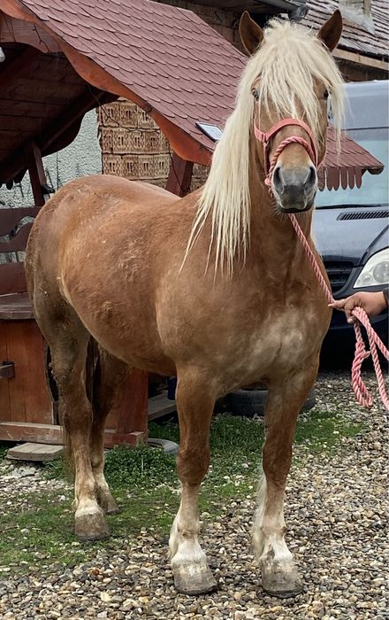 Iapa de 4 - 5 Ani Gestantă