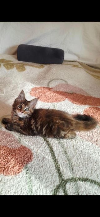 Fetița Maine Coon