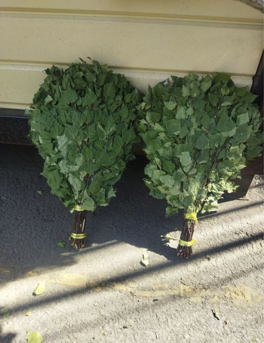 Банные березовые веники