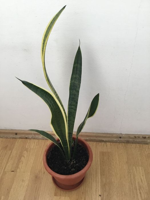 Planta Limba Soacrei