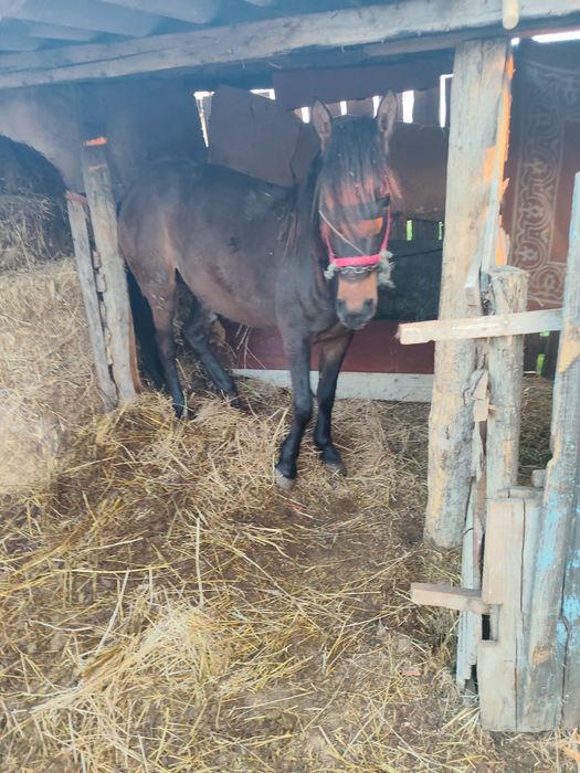 Vând iapă de trei ani