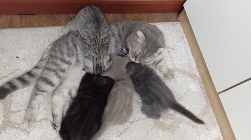 Котята Scottish Fold