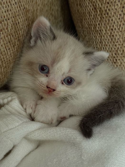 Продается котенок