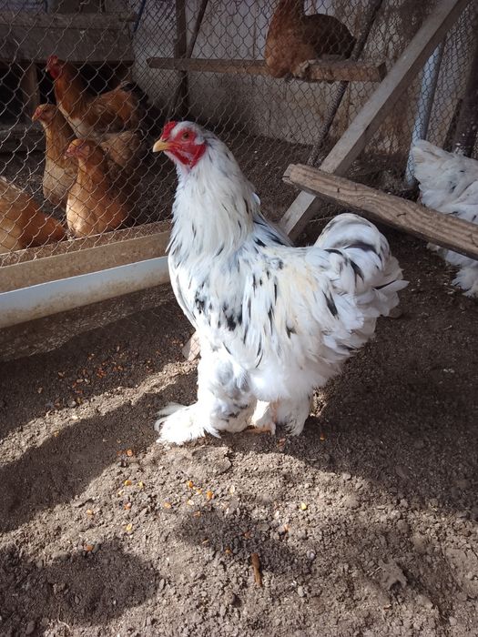 Брама Турция цыплята