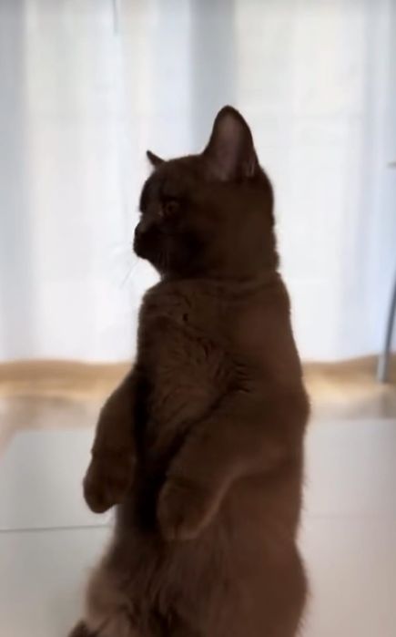 British chocolate shorthair