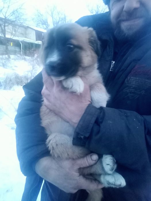 Очаровательные щенята